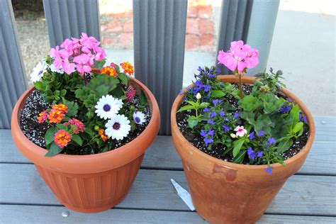 Hanging Lantana And African Daisy | [+] African Daissy Blog