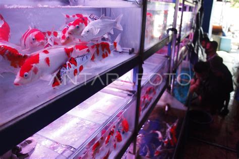 Ikan Hias Antara Foto