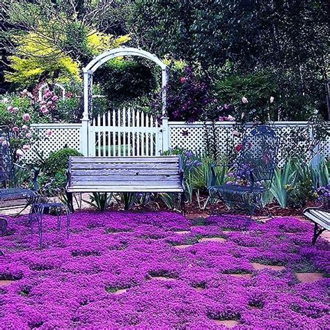 Characteristics And Care Tips For Irish Moss Ground Cover Garvillo