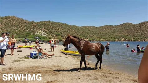 Wild horses of Butcher Jones Beach, now at the Salt River. - Salt River ...