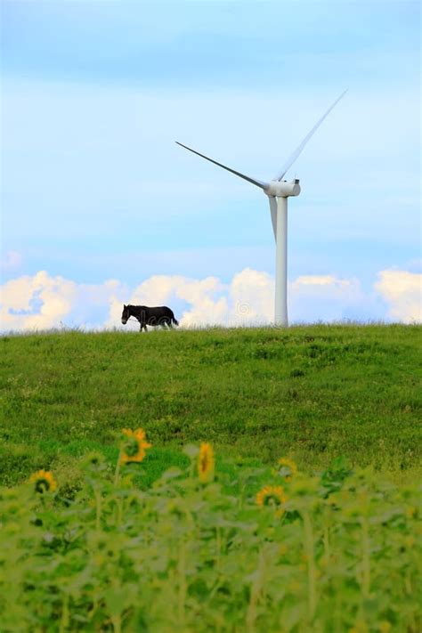 Turbinas De Vento Campo Amarelo Foto De Stock Imagem De Verde Terra