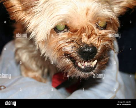 Big Bad Dog Stock Photo Alamy