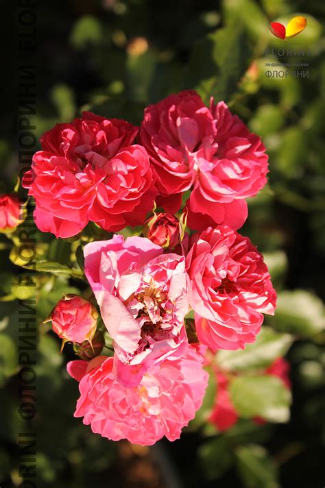Купить Роза миниатюрная Шармант Rose liliput Charmant - в питомнике Флорини