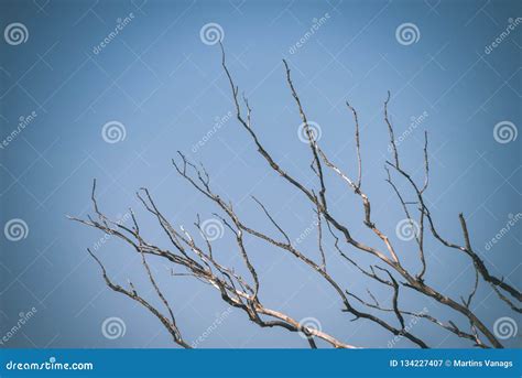 Naked Tree Branches In Late Autumn With No Leaves Vintage Retro Film