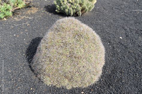 Cactus Mammilaria Compressa Au Musée Agricole El Patio à Tiagua Stock