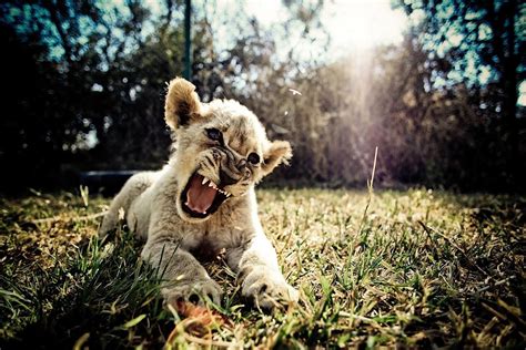 Baby Lion Wallpapers Wallpaper Cave