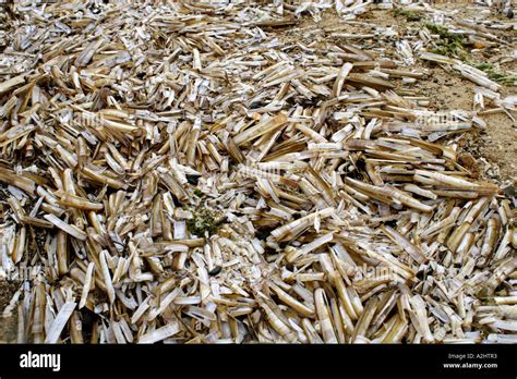 Masses of Pod Razorshells Ensis siliqua washed up at strandline on Holkham beach Norfolk UK ...