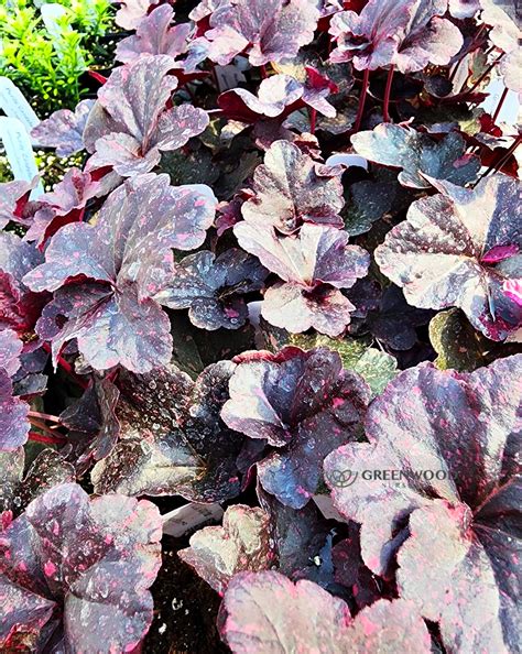 Midnight Rose Heuchera | Greenwood Nursery