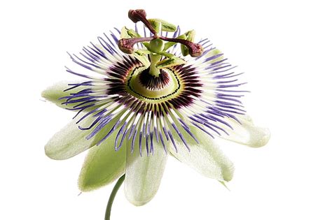 6 лучших чаев перед сном, которые помогут уснуть