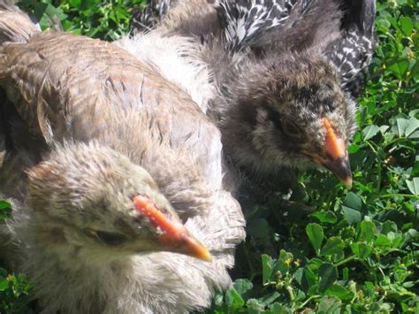 Sex Of Ee Ameraucana Chicks Backyard Chickens Learn How To Raise Chickens