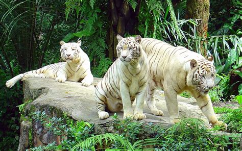 White Tigers, Singapore Zoo jigsaw puzzle in Animals puzzles on ...