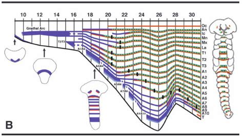 Visualizing gene expression over developmental time - Bruno C. Vellutini
