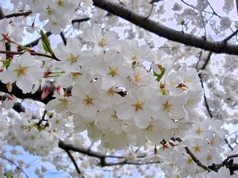 See A Map Of The Cherry Blossoms In Washington Dc Yoshino Cherry