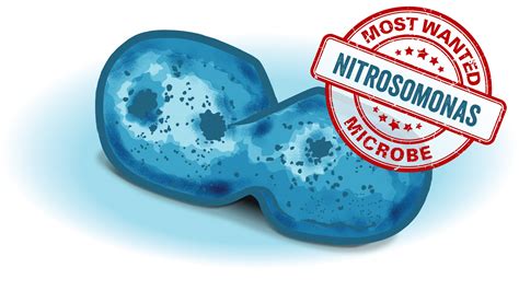 Most Wanted Microbes - Nitrifiers (a.k.a. Nitrosomonas) | LuminUltra