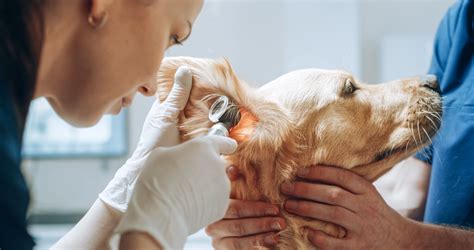 Quanto Custa A Mensalidade De Medicina Veterinária