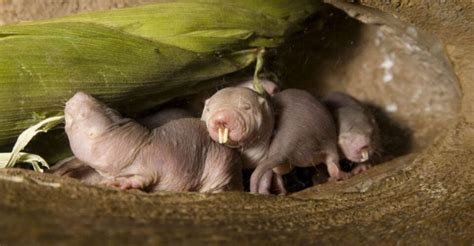 Weird And Wonderful Traits Of The Naked Mole Rat
