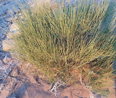 Foraging Texas: Ephedra