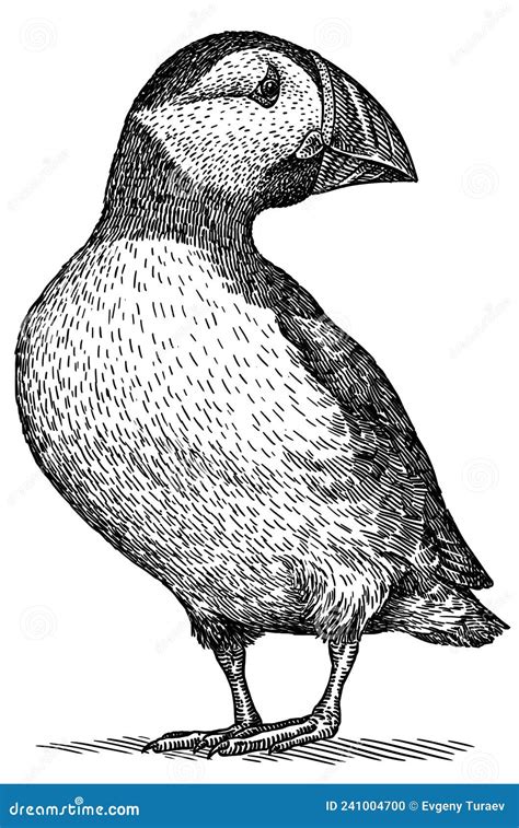 Black And White Engrave Isolated Puffin Illustration Stock Illustration
