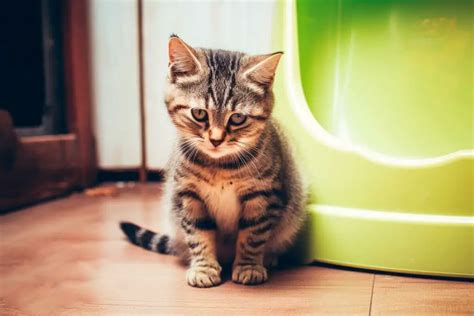 Constipation du chat Les traitements naturels qui marchent Remèdes