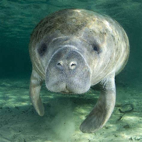 West Indian Manatee | Rainforest Alliance