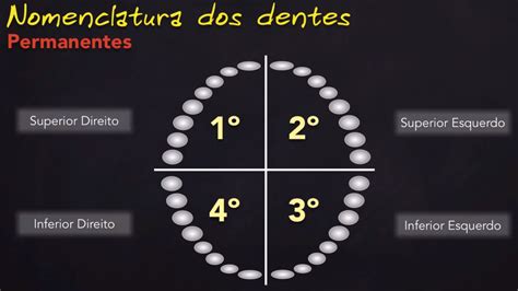 Nomenclatura Dos Dentes Anatomia E Escultura Dental