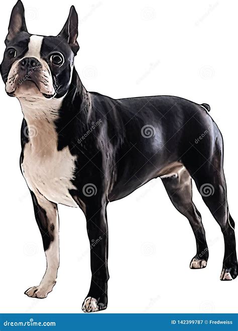 Vector Illustration of a Boston Terrier Stock Vector - Illustration of