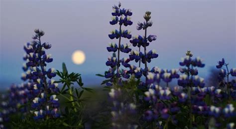 What Is A Flower Moon? | The Fact Site