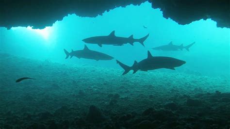 Diving Malapascua Island Philippines Youtube