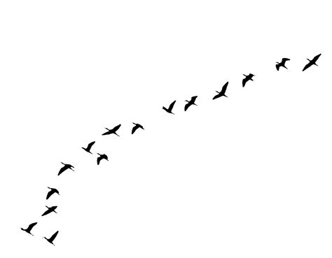 Flying Bird Bird In Flight Nature Illustration Dynamic Design PNG | PNG All