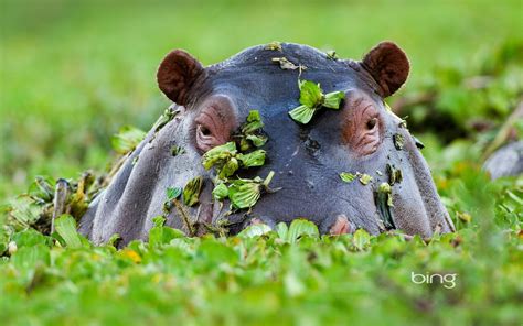 Cute Hippo Wallpaper