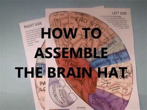 A School Of Fish Brain Hats Cerebral Cortex Brain Models Science