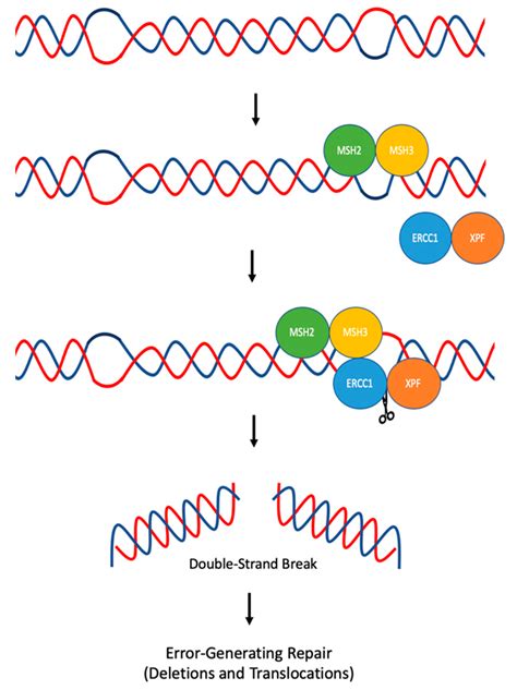 DNA Free Full Text Multi Faceted Roles Of ERCC1 XPF Nuclease In