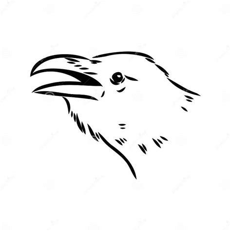 Hand Drawn Black Crow Raven Bird Sketch Vector Illustration Stock Vector Illustration Of