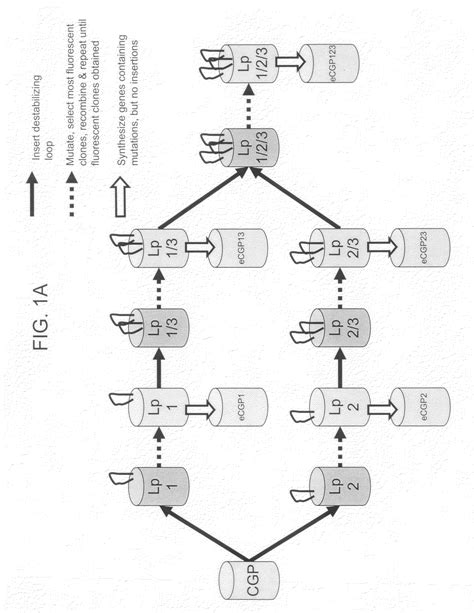 Directed Evolution Methods For Improving Polypeptide Folding ...