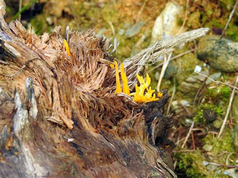 Yellow Staghorn Mushroom