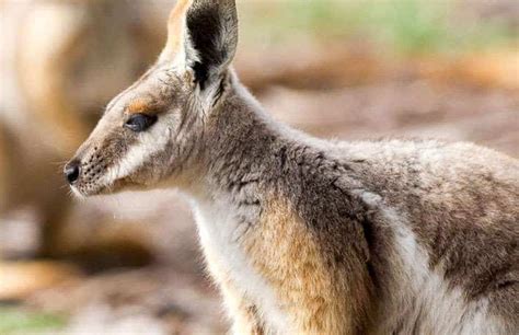 Yellow-footed Rock-wallaby Conservation Program Zoos SA