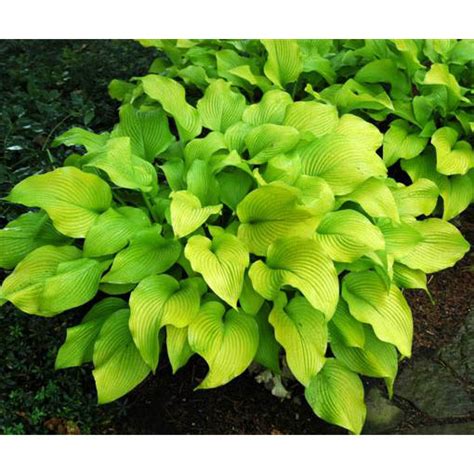 fixed-sun power hosta – Rancho Tissue