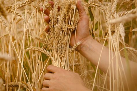 Hand Touch Wheat Ears Stock Photo Image Of Ears Horizontal