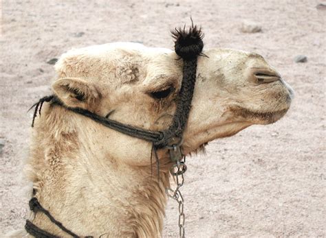 gambar flora  fauna mesir frank north