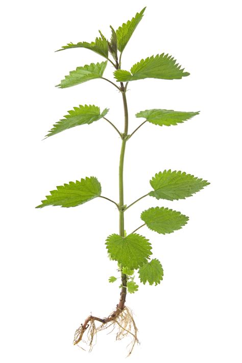 Nettle Root - Pictures