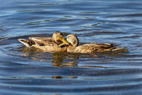 Lago Gansos Fauna Silvestre Foto Gratis En Pixabay Pixabay