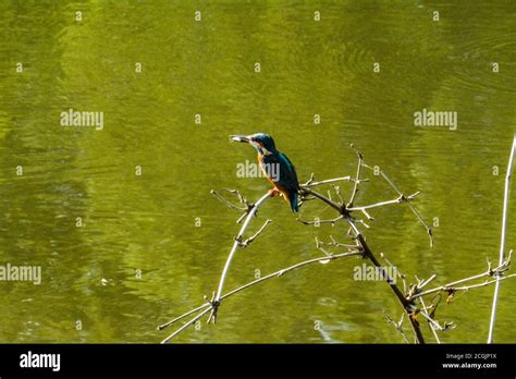 fishing bird eating fish stock photo alamy