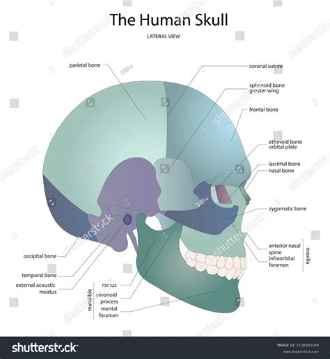 bones in the face 6