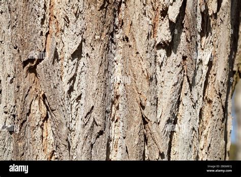 Tree Trunk Wood Texture Background Image Brown Tree Bark Stock Photo