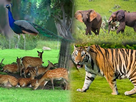 ready  spend  memorable winter holiday  goa goa holiday