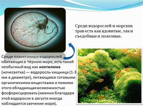 Водоросли, живущие в необычных условиях, интересные факты