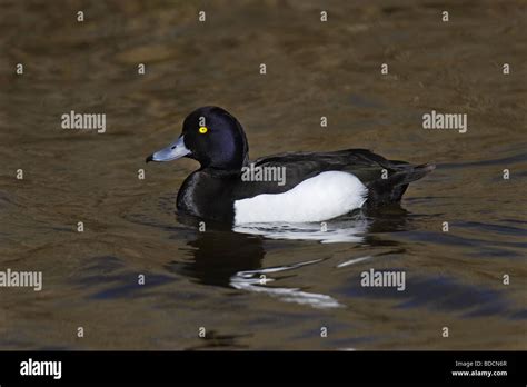 Reiherente Aythya Fuligula Tufted Duck Male Stock Photo Alamy