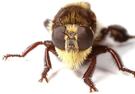 Mallophora Fautrix Mallophora Fautrix Bugguidenet