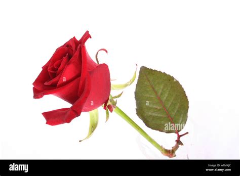 red rose   side stock photo alamy