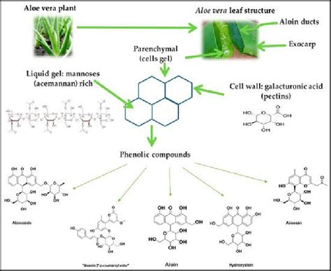 Aloe Barbadensis Structure